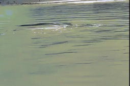 Phi thường - kỳ quặc - VIDEO: Sinh vật bí ẩn giống thủy quái hồ Lochness xuất hiện ở vùng biển Mỹ