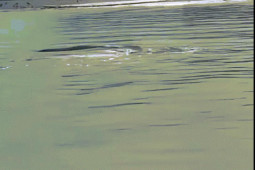 Phi thường - kỳ quặc - VIDEO: Sinh vật bí ẩn giống thủy quái hồ Lochness xuất hiện ở vùng biển Mỹ