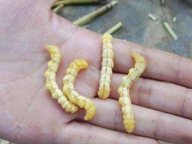 Sức khỏe đời sống - Sự thật về "xuân dược phòng the" từ côn trùng