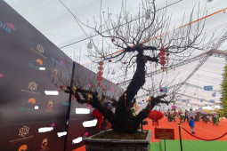Chiêm ngưỡng cây đào 100 năm tuổi được bán với giá hơn 368 triệu đồng tại Hà Nội