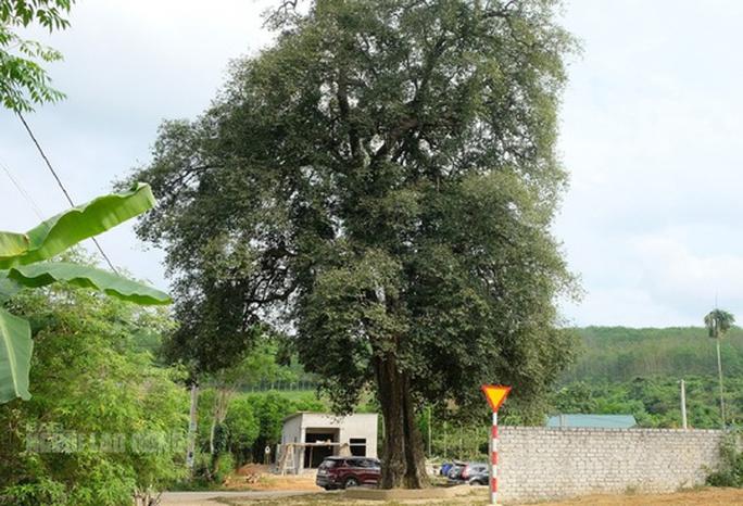 Cây thị 300 năm tuổi ở xã Xuân Thái, huyện Như Thanh được công nhân là cây di sản Việt Nam