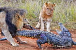 Media - Bị đàn sư tử thay nhau cắn xé, truy sát, cá sấu "mình đồng, da sắt" chống trả