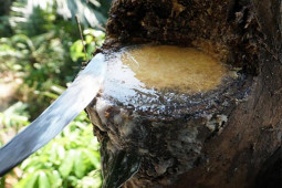 Thị trường - Tiêu dùng - Mổ cây lấy nước cũng ra tiền, thứ thu được là đặc sản hảo hạng "vạn người mê"