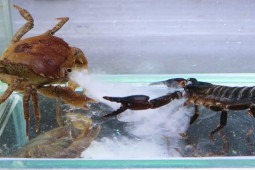 Media - Cua tung "chiêu độc" giữa đại chiến khiến bọ cạp đen "đứng hình"