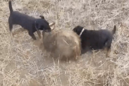 Media - Lửng mật đại chiến 2 chó nhà