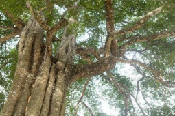 Tin tức trong ngày - Cây 300 năm tuổi ở Thanh Hóa được công nhận là cây di sản Việt Nam