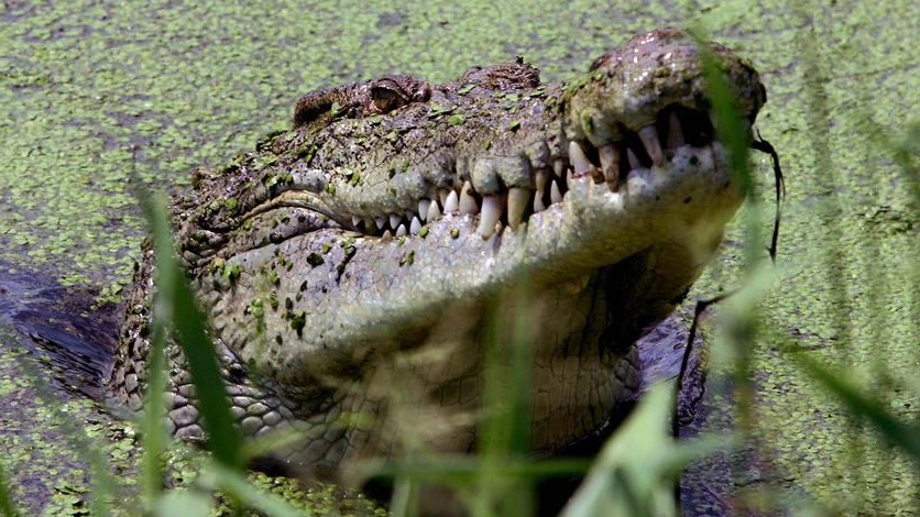 Thanh niên 19 tuổi bẻ hàm cá sấu để cứu em gái ở Namibia. Ảnh minh họa: Reuters
