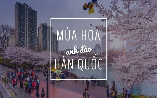 Khung cảnh Hàn Quốc mùa hoa anh đào thơ mộng&nbsp;(Nguồn: Intertour)