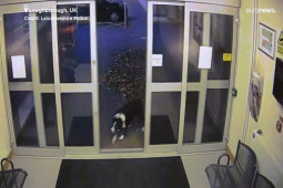 Video: Chó bị lạc, tự tới đồn cảnh sát ”trình diện”
