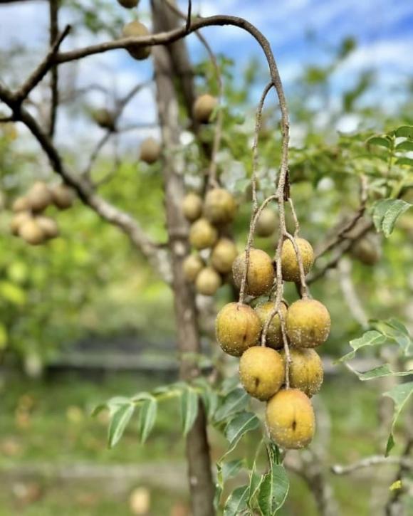 Luôn kín tiếng không khoe vật chất, Mỹ Tâm bất ngờ &#39;nhá hàng&#39; biệt thự nhà vườn đi mỏi chân không hết - 7