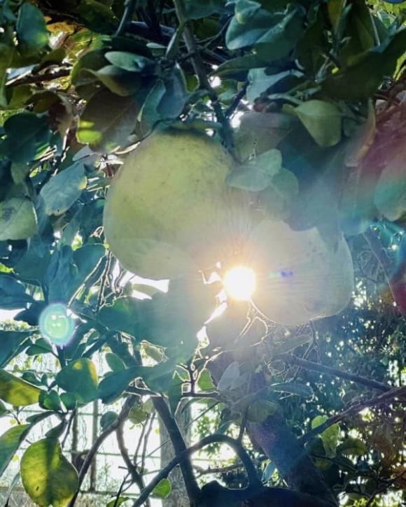 Luôn kín tiếng không khoe vật chất, Mỹ Tâm bất ngờ &#39;nhá hàng&#39; biệt thự nhà vườn đi mỏi chân không hết - 8
