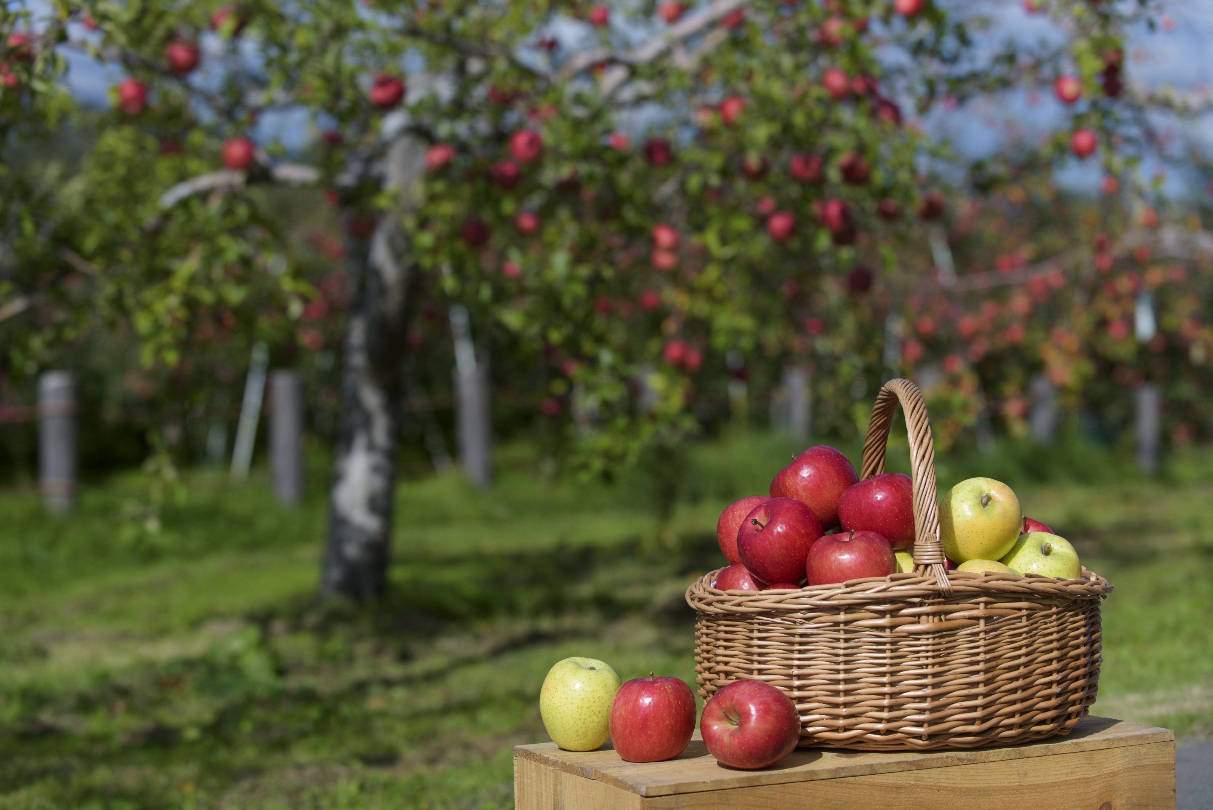 Nguồn: Aomori Apple Association