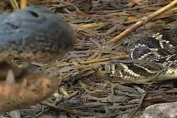 Media - Lạc vào "lãnh địa tử thần", rắn đuôi chuông mất mạng trong đau đớn