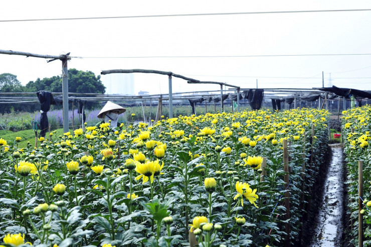 Làng hoa Tây Tựu – nơi được biết đến là “thủ phủ” các loài hoa và là nơi cung cấp hoa cho thị trường Hà Nội và các vùng lân cận. Những ngày cận Tết Nguyên đán, nông dân tại đây hối hả thu hoạch hoa.
