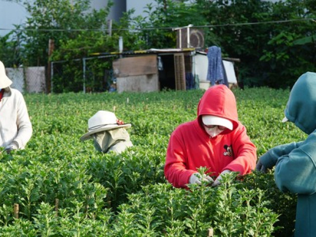 Công nhân bị mất việc đi ngắt lá, nhặt chồi tìm Tết