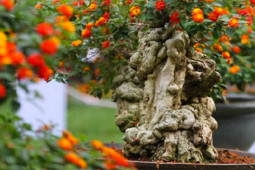 3 loại cây mọc dại thành bonsai trưng Tết, dáng thế tuyệt đẹp, thu về tiền triệu