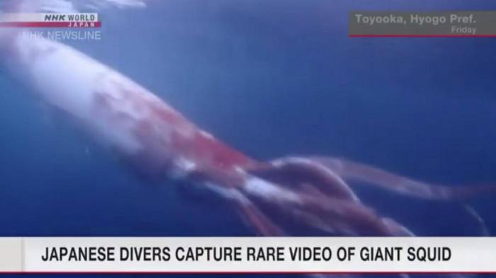 Hình ảnh trích từ video do hai vợ chồng huấn luyện viên dạy lặn ghi lại về con mực khổng lồ. Ảnh - NHK