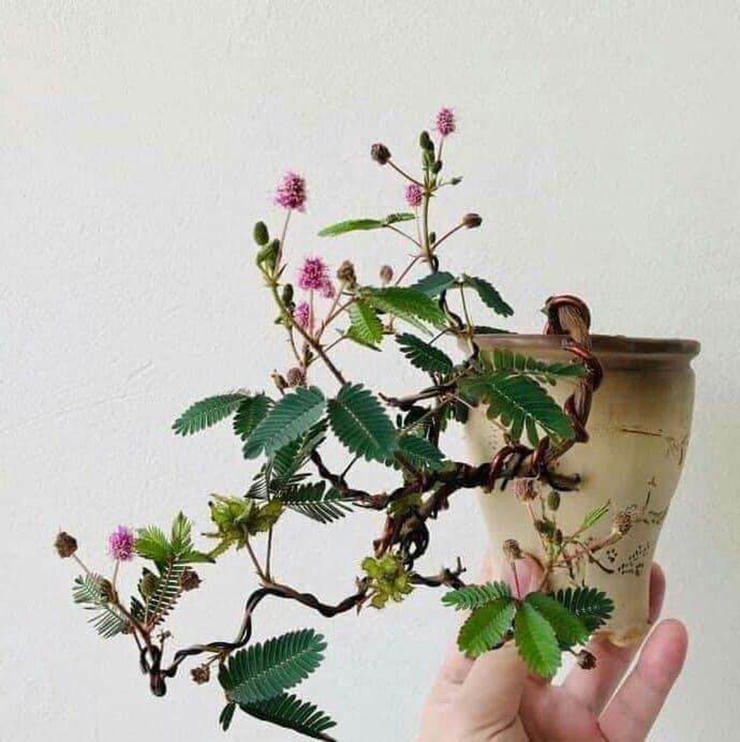 Trên các diễn đàn, trang mạng xã hội xuất hiện nhiều hội, nhóm bonsai hoa trinh nữ.

