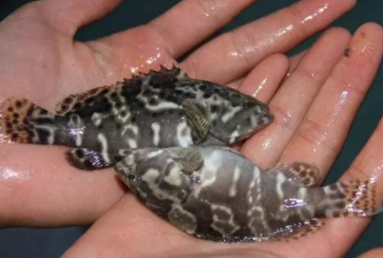 Loài cá nuôi 3 năm mới bán được, dễ làm giàu nhưng rất ít người nuôi - 2