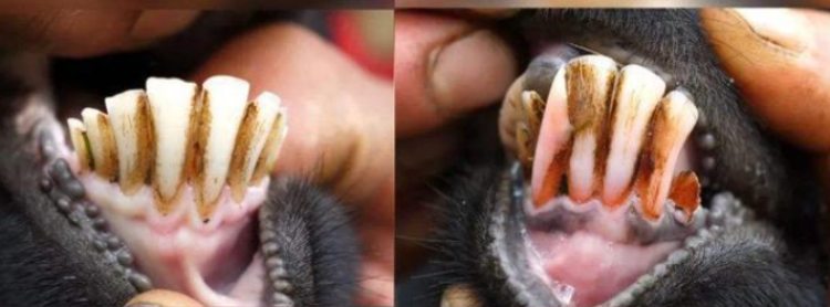 Đổi đời nhờ giống dê xương hồng, răng đầy "máu" - 2