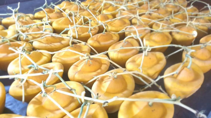 Qua thời gian chăm sóc vất vả và tạo hình công phu, ông Cưng bán mỗi cặp dưa hấu thỏi vàng với giá 1,5 triệu đồng