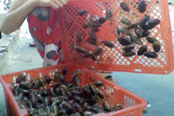 Thị trường - Tiêu dùng - Loài ghê sợ nhiều người xua đuổi không ngờ là đặc sản dân nhậu "săn lùng", giá 300.000 đồng/kg