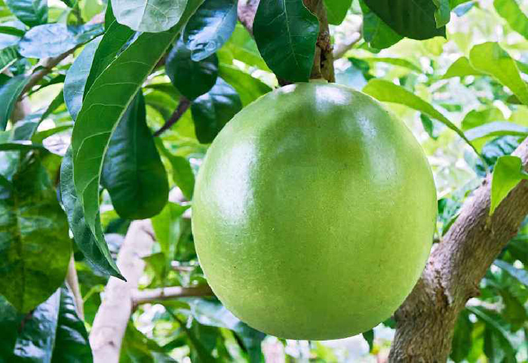 Quả đào tiên khá giống quả bưởi tuy nhiên vỏ của nó nhẵn mịn tựa như… quả dừa. Chính đặc điểm này càng khiến cho dân mạng phải tò mò.
