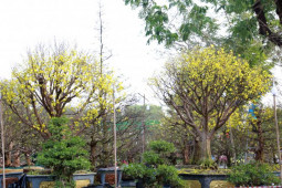 Tin tức trong ngày - Ngắm cây mai  “khủng” giá 4 tỷ tại chợ hoa Phú Mỹ Hưng