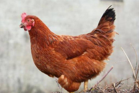 Mẹo chọn gà cúng giao thừa tuyệt đẹp, chỉ ai cực khéo mới biết