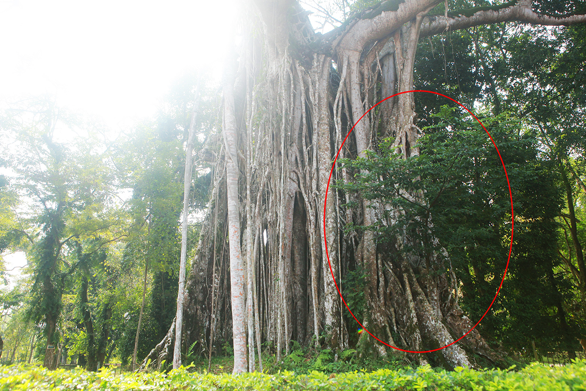 Chiêm ngưỡng cây đa di sản ở vùng đất thiêng Lam Kinh - 10