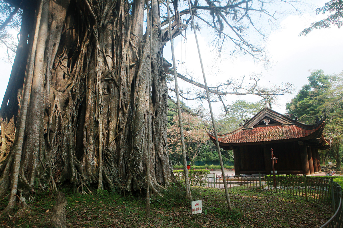 Chiêm ngưỡng cây đa di sản ở vùng đất thiêng Lam Kinh - 11