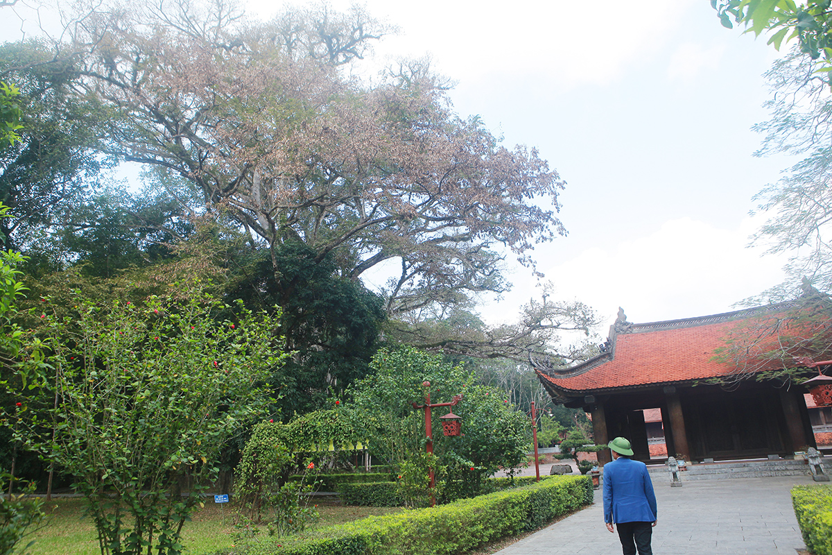 Chiêm ngưỡng cây đa di sản ở vùng đất thiêng Lam Kinh - 3