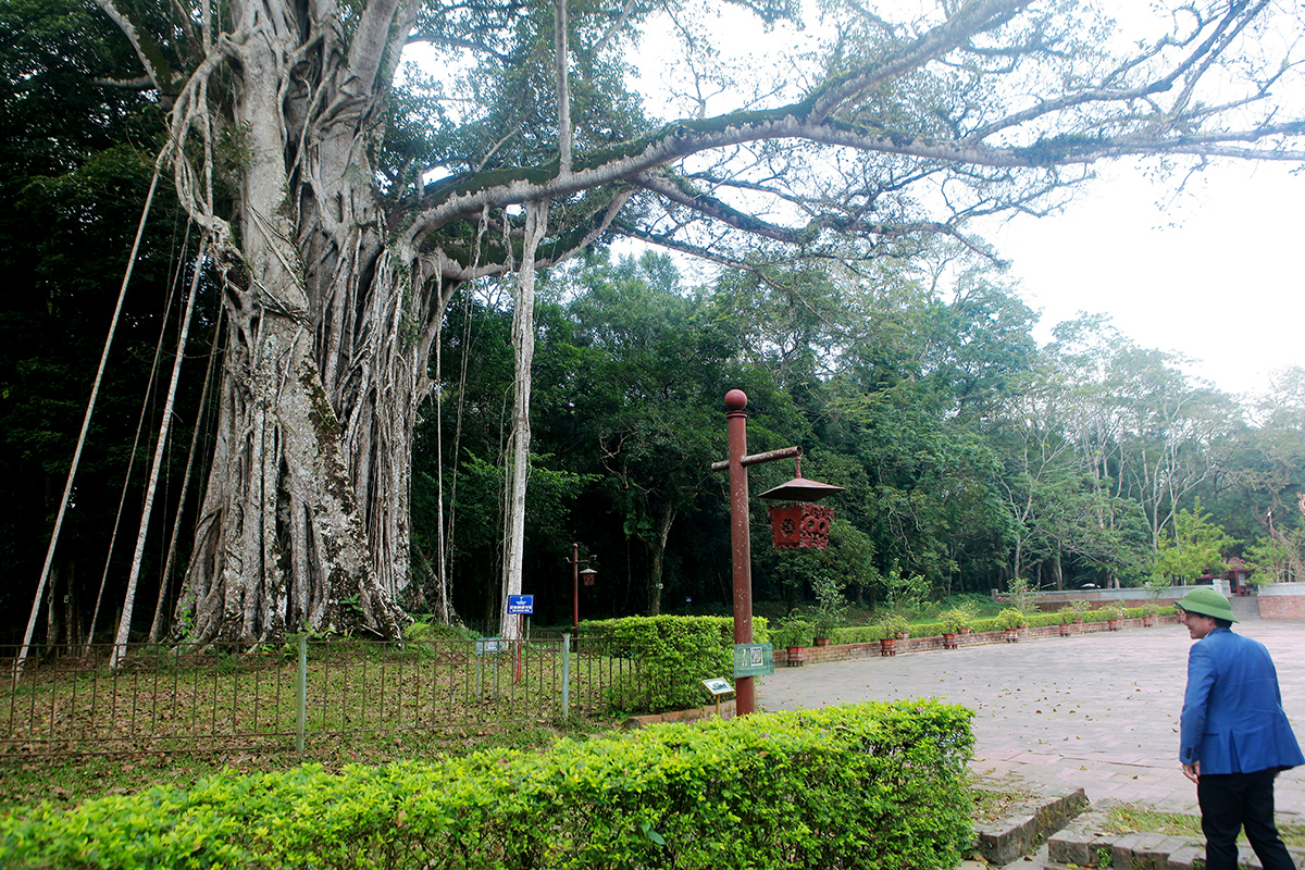 Chiêm ngưỡng cây đa di sản ở vùng đất thiêng Lam Kinh - 5