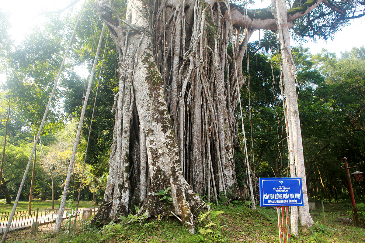 Chiêm ngưỡng cây đa di sản ở vùng đất thiêng Lam Kinh - 8