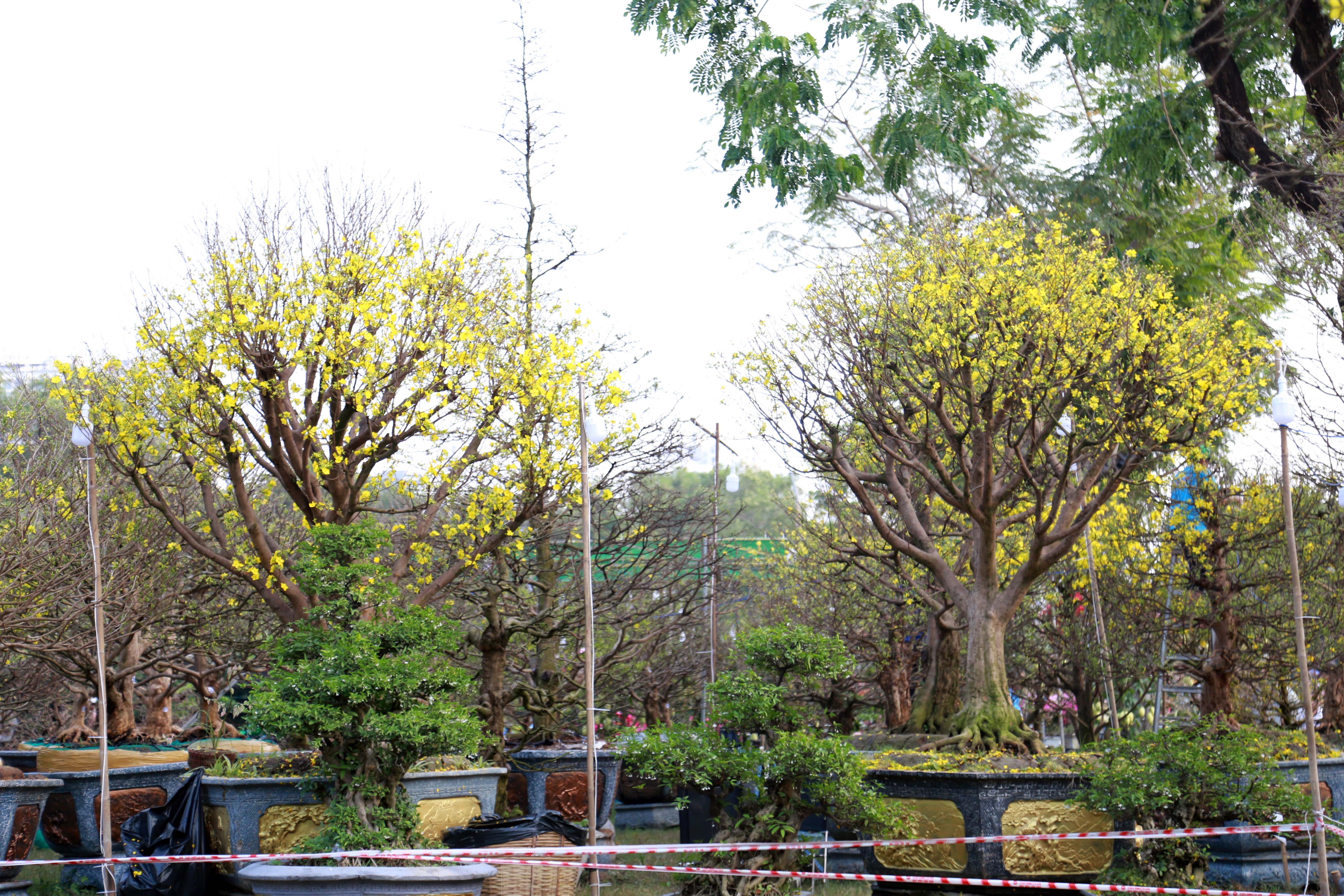 Nhiều năm qua, hội hoa xuân Phú Mỹ Hưng luôn nổi tiếng là nơi quy tụ nhiều loại cây hoa đa dạng phong phú và đặc biệt. Năm nay cũng vậy, tại hội hoa xuân có nhiều gốc mai cổ thụ.