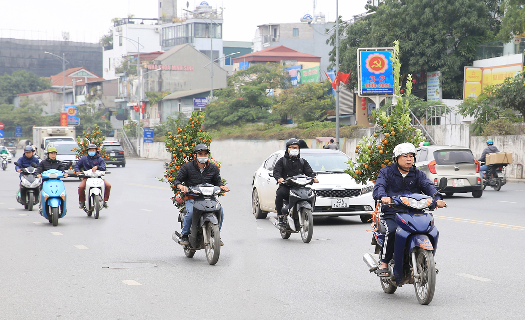 Những chiếc xe chở cây cảnh nối đuôi nhau di chuyển trên đường Nghi Tàm (quận Tây Hồ).