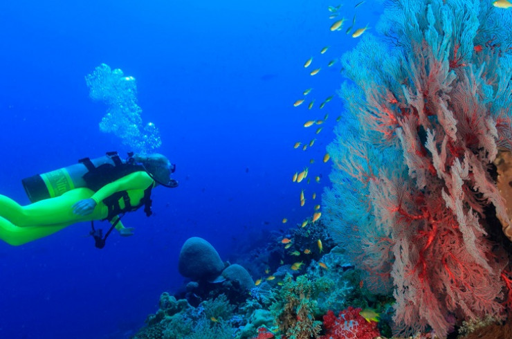 Rặng san hô tại quần đảo Raja Ampat, Indonesia. Ảnh: AFP/Shutterstock