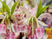 Những cành đào mới lạ đang 'sốt' chợ Tết