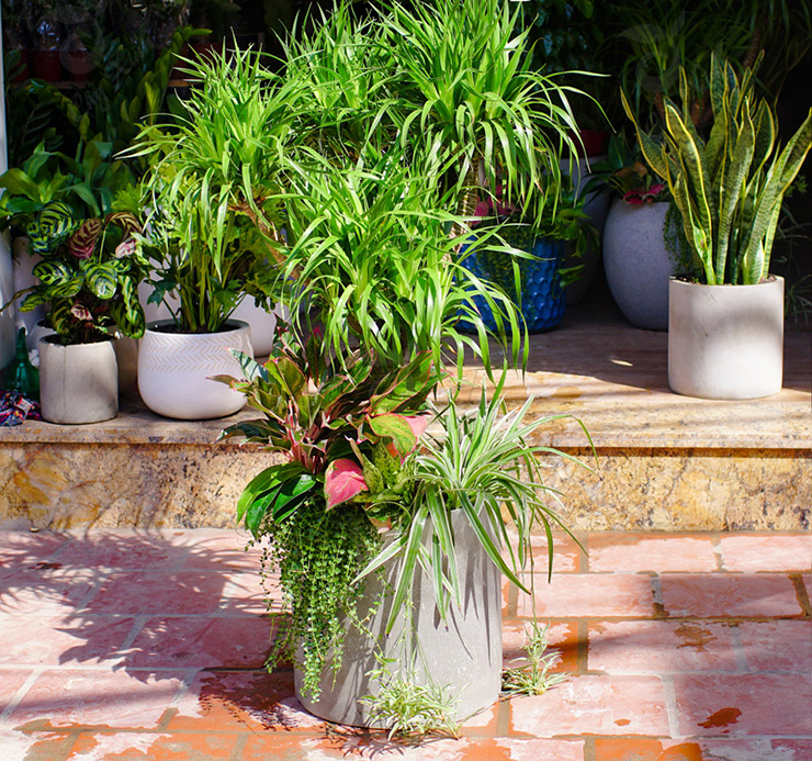 Trong phong thủy cây phát tài núi hợp mệnh với người mệnh mộc, hợp với tuổi Thân, Canh Thân.&nbsp;Trên thị trường, cây phát tài núi có giá từ vài trăm nghìn đồng, thậm chí lên tới vài triệu đồng với những cây có kích thước lớn.
