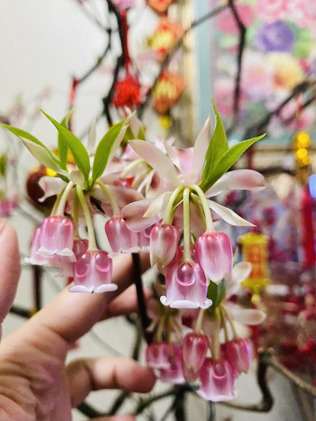 Đào chuông Yên Tử nở hoa giống như chiếc chuông nhỏ xinh treo lủng lẳng (Ảnh: Hà Ly Anh)