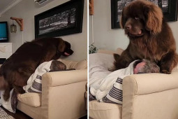 Chú chó “khổng lồ” vụng về đòi ôm ấp chủ trên ghế sofa “gây sốt”