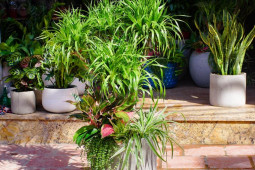 Thị trường - Tiêu dùng - 3 loại cây cảnh nghe tên đã thấy phát tài, đại gia chi tiền "rinh" về chưng Tết