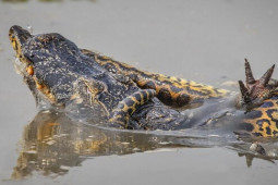 Media - Liều lĩnh băng qua "lãnh địa tử thần", trăn khổng lồ mất mạng đau đớn bởi cá sấu