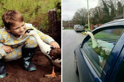 Bạn trẻ - Cuộc sống - Chú vịt đáng yêu “gây sốt” với những trò tinh nghịch như người