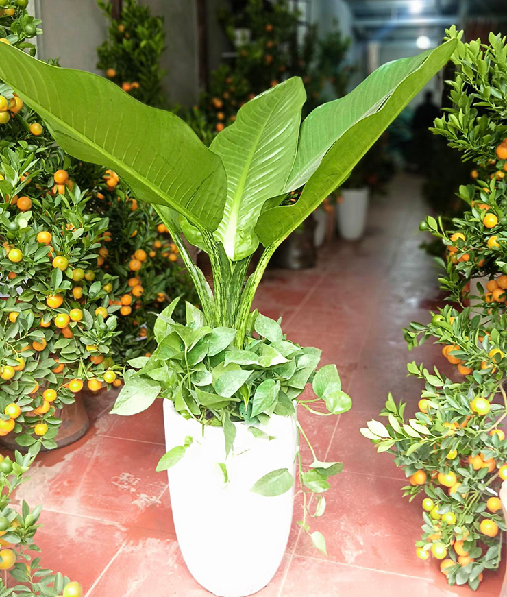 Loại cây này mang ý nghĩa tốt về phong thủy, mang lại tiền tài và sức khỏe cho gia chủ, rất thích hợp để trưng trong nhà những ngày Tết
