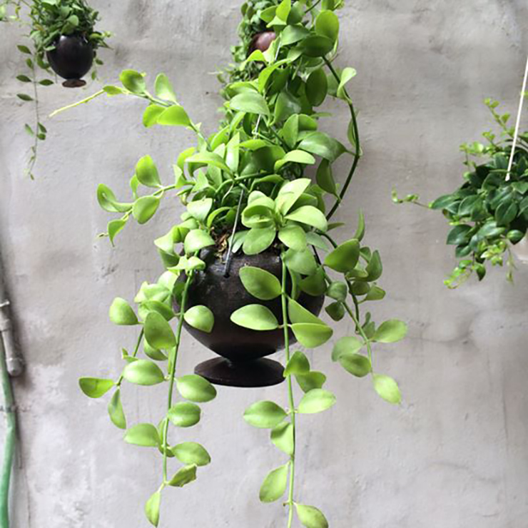 Cây lan đô la hay còn được biết đến với tên gọi cây đô la. Đây là một loại cây thân leo. Thân cây mềm, có màu xanh bóng mượt và buông rủ xuống.
