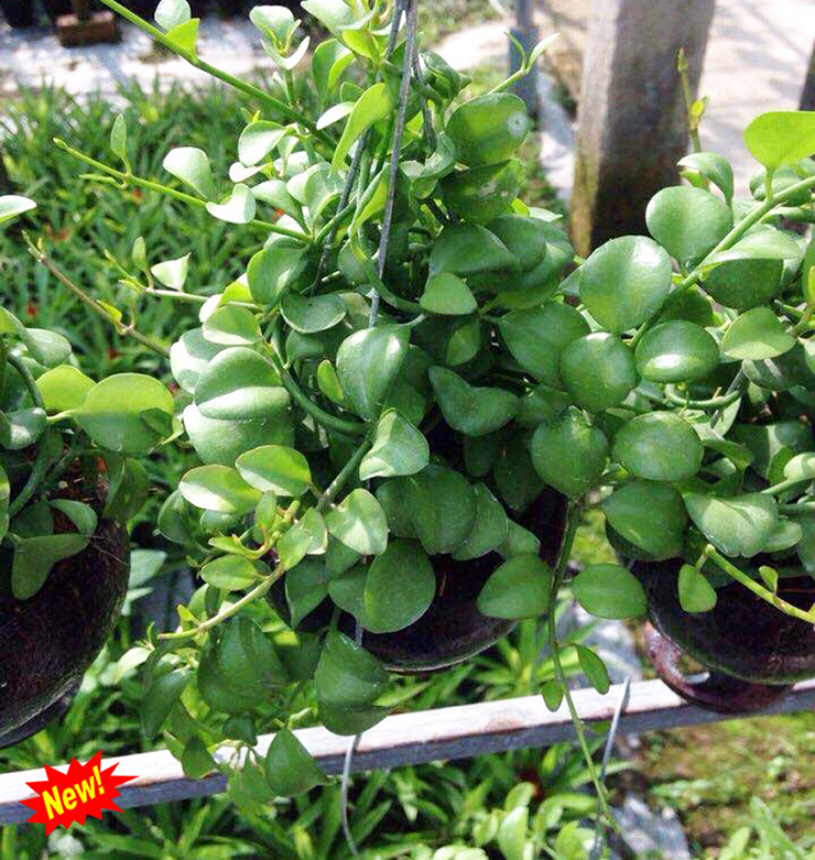 &nbsp;Nhiều người quan niệm rằng, cây lan đô la là loại cây thể hiện sự sung túc, kinh tế ổn định, tiền bạc dồi dào, các mối quan hệ với đối tác tốt đẹp.
