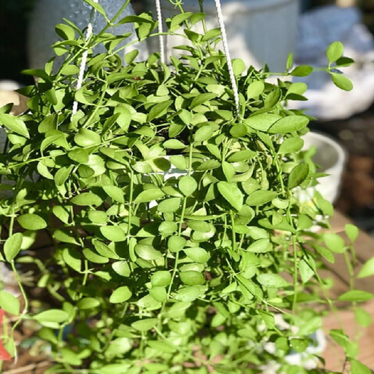 Với ý nghĩa như vậy, cây lan đô la rất được ưa chuộng để làm cảnh, đặc biệt là trong những ngày Tết
