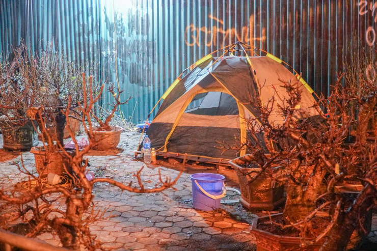 Tại đường Lê Đức Thọ, các tiểu thương phải sử dụng lều bạt để ngủ, trông cây xuyên đêm.