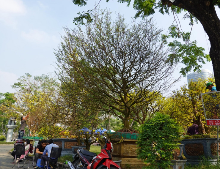 Chậu mai khủng 4 tỷ đang được rao bán tại chợ hoa Phú Mỹ Hưng.